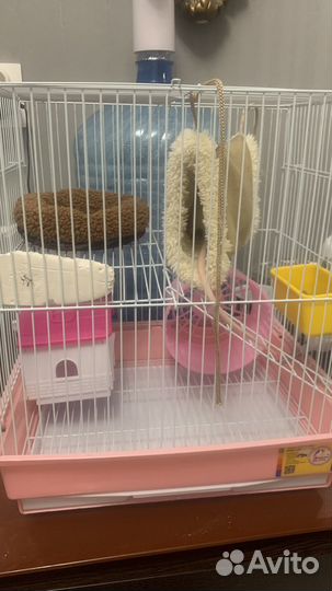 Крыса с клеткой