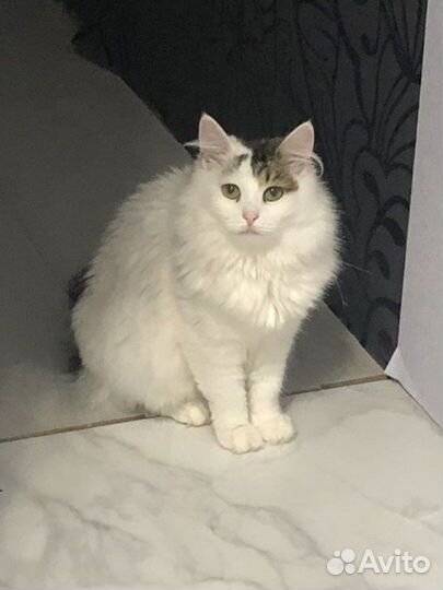 Кошка 1.5 года