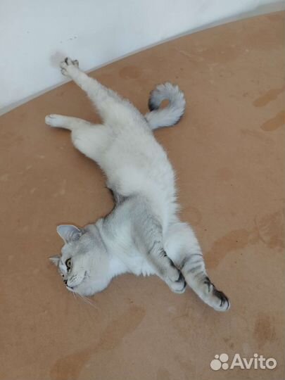 Серебристая Шиншилла, вязка