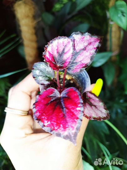 Бегония red kiss