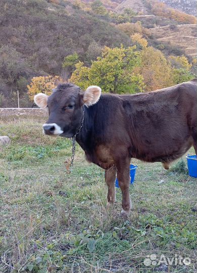 Телята бычки бык