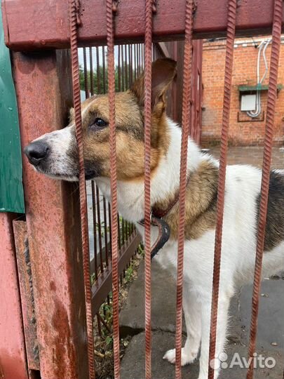 Собака в добрые руки