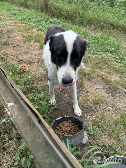 Отдам Среднеазиатская овчарка