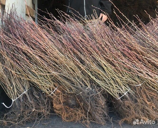 Кизильник блестящий ф Забайкальский сl4