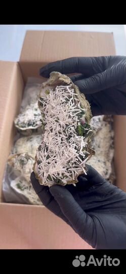 Устрицы, Гребешки, Мидии