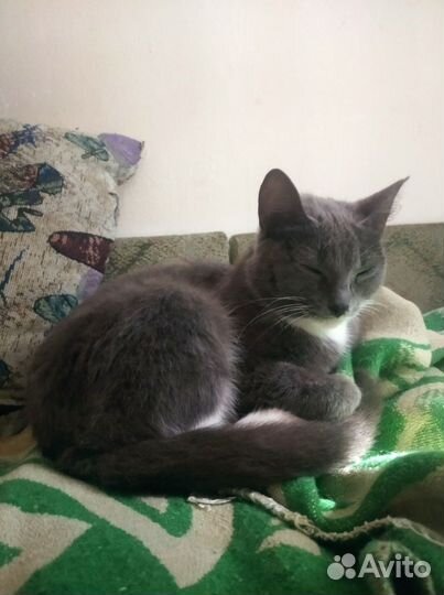 Отдам кошку в добрые руки