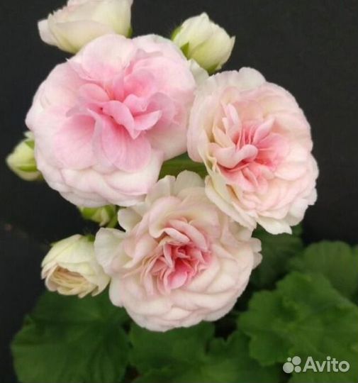 Сортовые пеларгонии