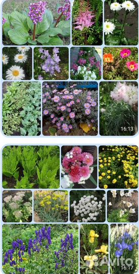 Садовые цветы. Многолетники