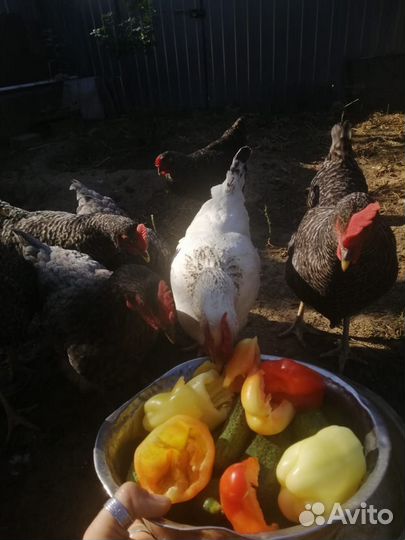 Инкубационное яйцо