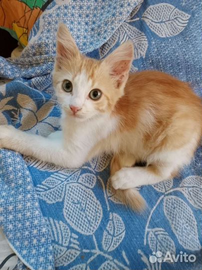 Котенок мальчик