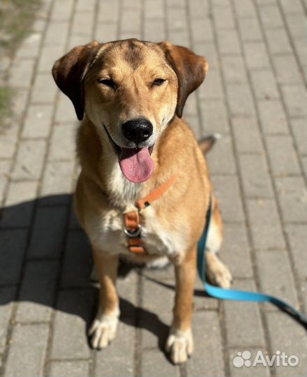 Собака в добрые руки