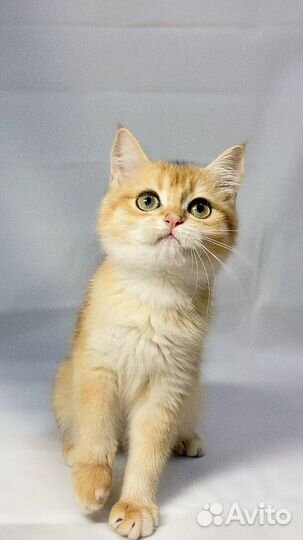 Британские золотые шиншиллы девочки