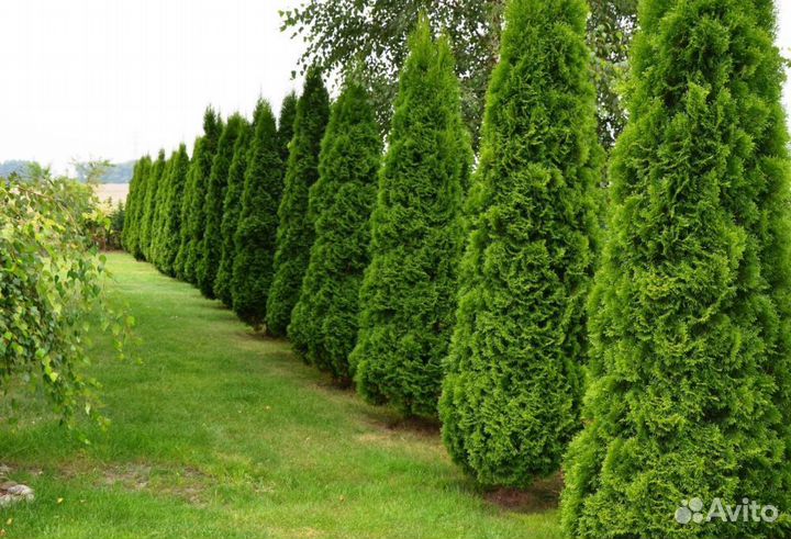 Туи Ростовка большая 3,5 м