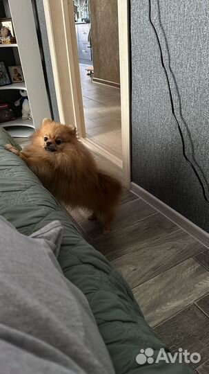 Померанский шпиц вязка кобель