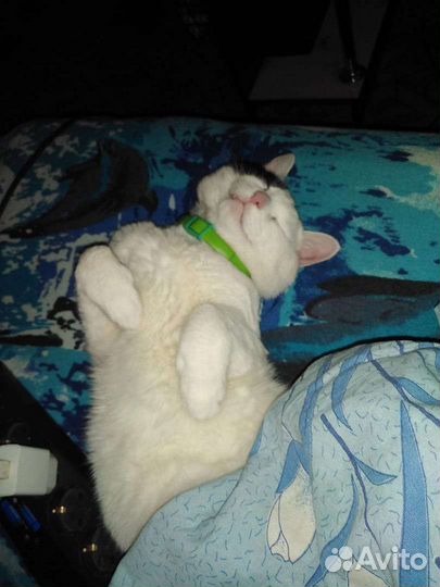 Котик бесплатно в добрые руки