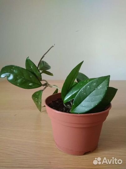 Хойя Карноза