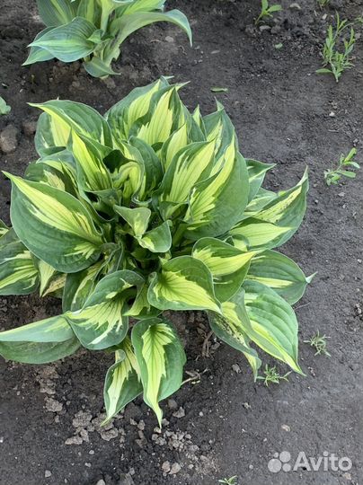 Хоста растение