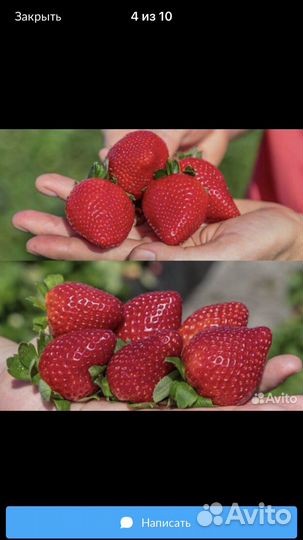 Клубника сорт Фейерверк: праздник на грядках