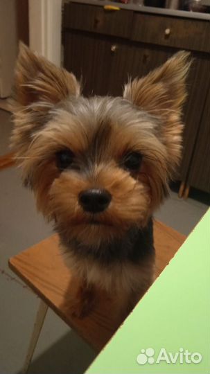 Йоркширский терьер