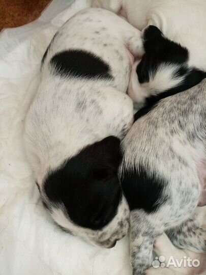 Русский охотничий спаниель щенки