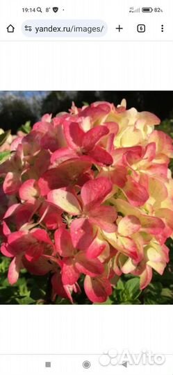 Гортензия метельчатая Graffity