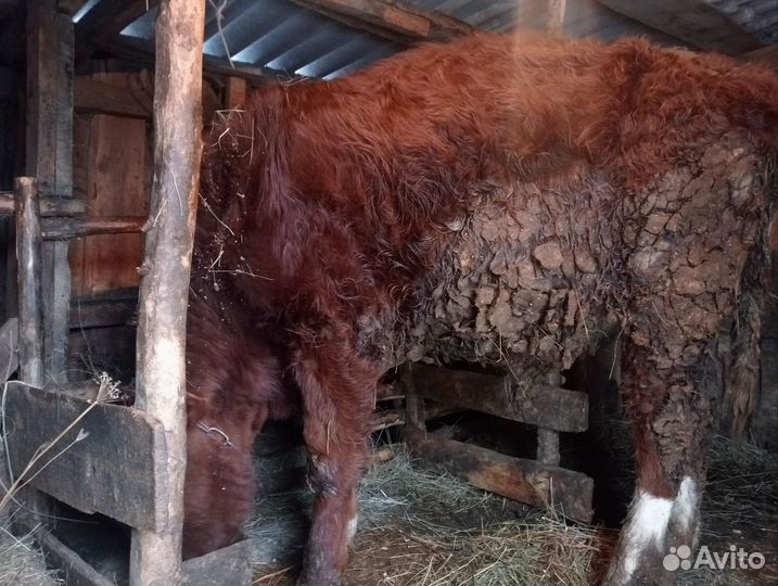 Быки и телки