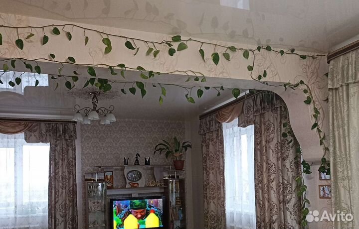 Комнатные растения Сциндапсус