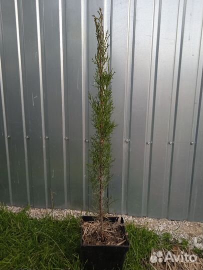 Кипарис раскидистый