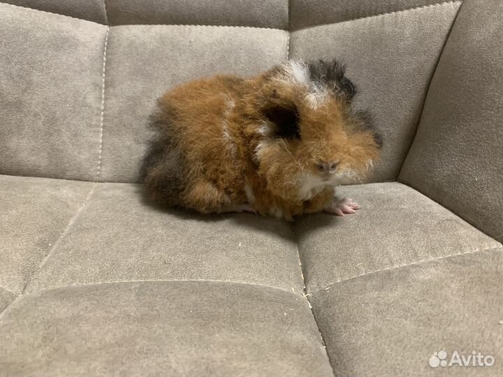 Лункария - поросята очаровашки