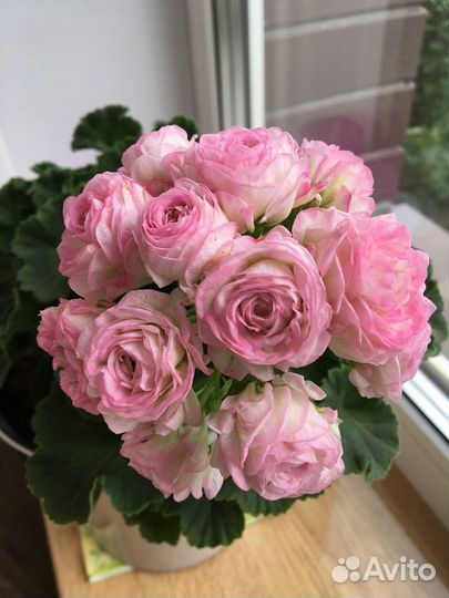 Черенки пеларгон