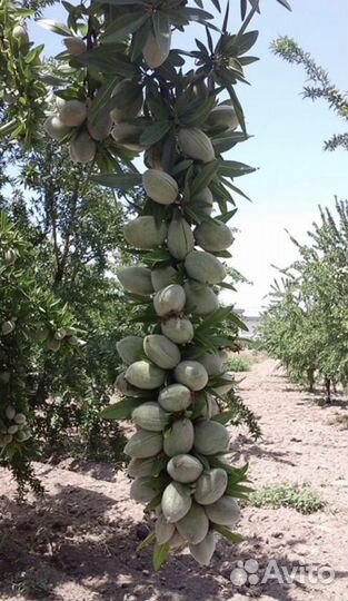Саженцы миндаль 2-г, миндаль орех, миндаль дерево