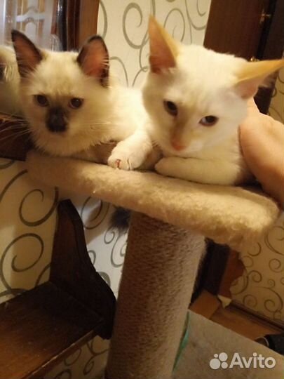 Котята тайские
