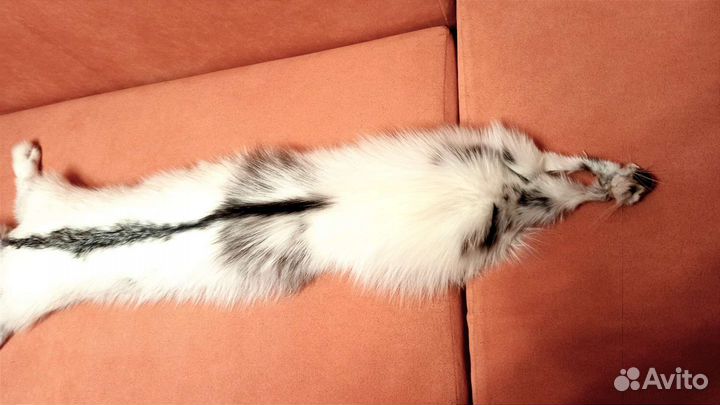 Шкурка белой арктической лисицы