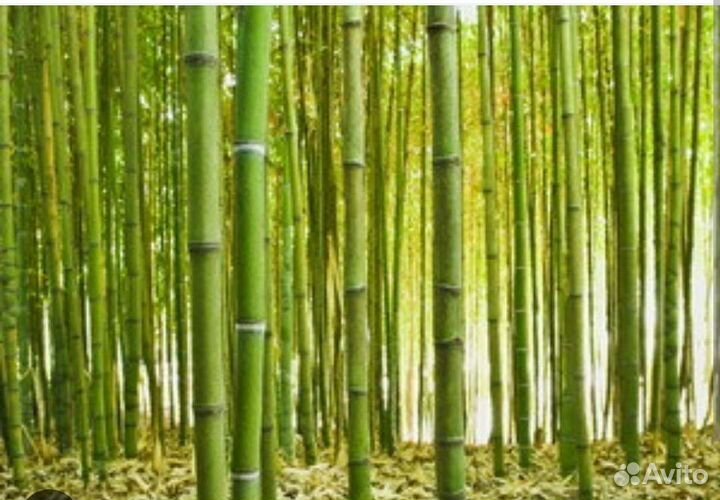 Бамбук растение