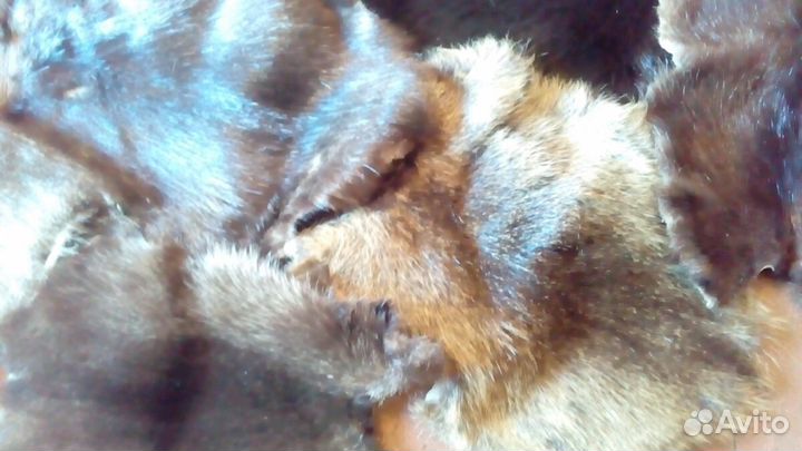 Шкура норки