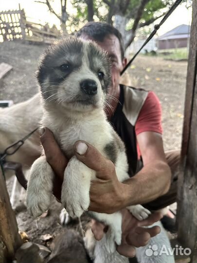 Собака в добрые руки алабай