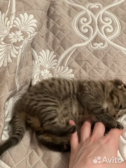 Шотландский вислоухий тигренок