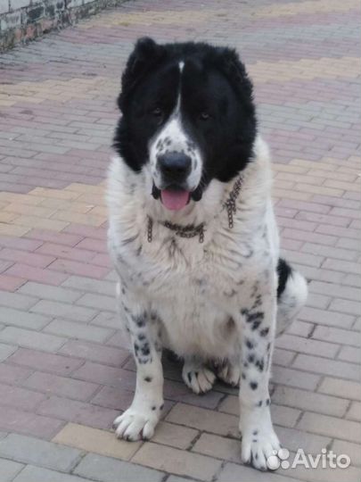 Вязка алабай