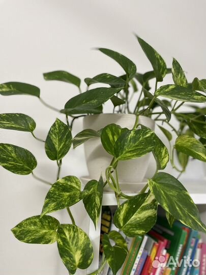 Сциндапсус Эпипремнум неон золотистый пиктус