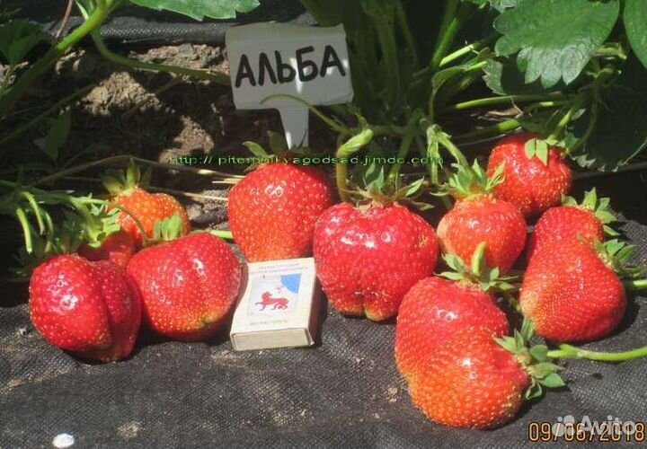 Малина клубника йошта