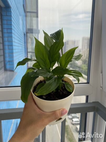 Спатифиллум в горшке