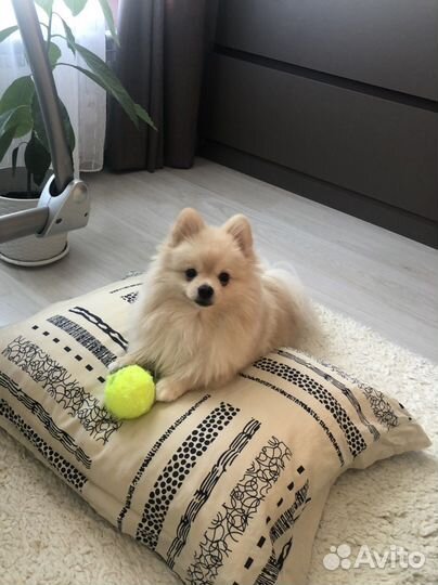 Померанский шпиц вязка кобель