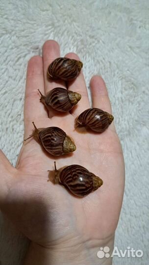 Улитки ахатины
