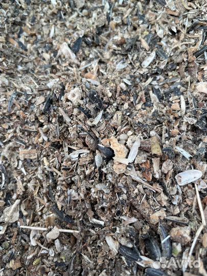 Отход семечки