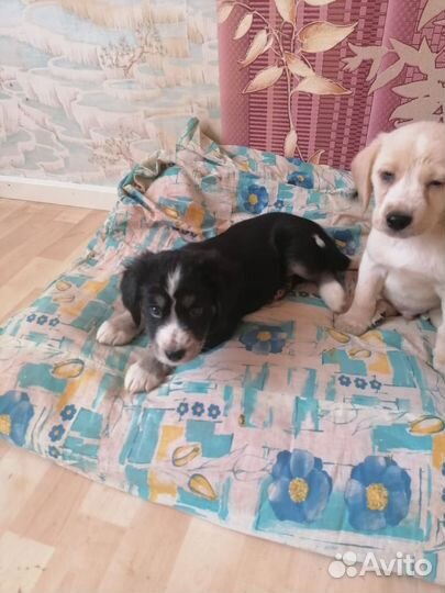Щенки небольших пород