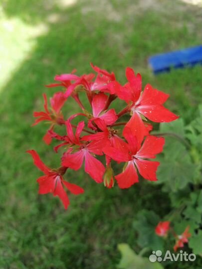 Пеларгония герань сортовая