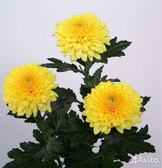 Хризантема одноголовая