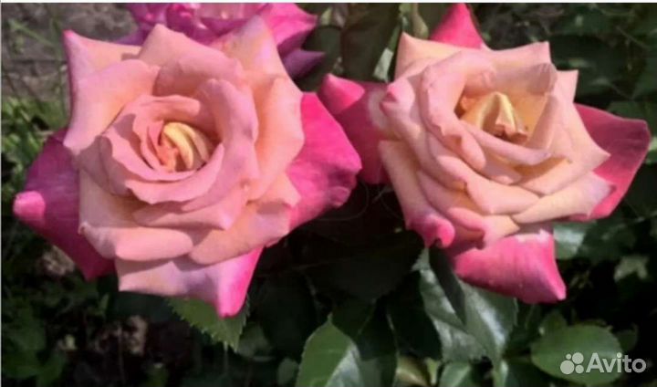 Роза саженцы новинка Мишель друкер на осень 2023г