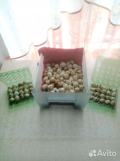 Яйца перепелиные домашние