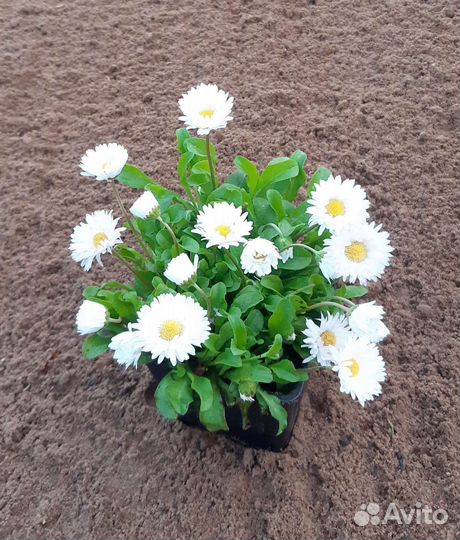 Растения для ландшафтного дизайна